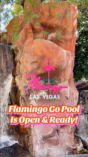 Flamingo Go Pool: Las Vegas Strip has all the Vibes#vegas #lasvegas #vacation #flamingo #thestrip