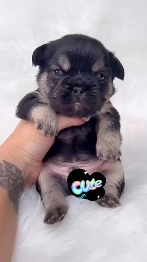 West Coast Rare French Bulldogs on Reels