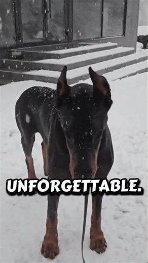 The Most Beautiful Doberman Pinscher color Ranked ‼️🐶 #dogbreeds #gsds #pitbull #facts