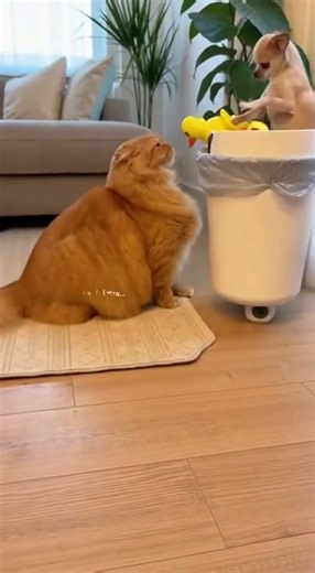 Cat Puts Annoying Dog in Trash 😂
