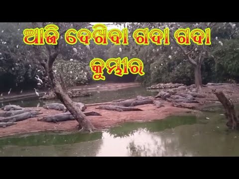 nandankananvlogs Bhubaneswar |Nandankanan Zoological Park |2nd Largest Zoo of India | Odisha Zoo