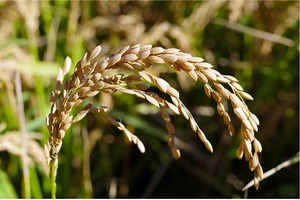 Top 5 Crops in Arkansas