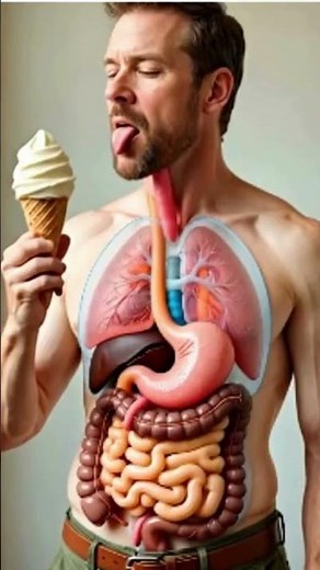 Learn How Digestion Works | Human Anatomy Process #digestiveprocess #animation