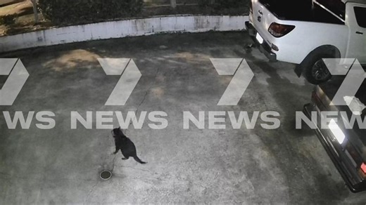 Missing Tassie devil Mary caught on camera kilometres from home after Gold Coast escape