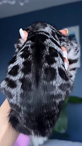 Charcoal Silver Bengal baby 🐆🖤💙 Elite GrandGlow cattery ⚜️ * * * * #charcoalbengal #blackbengal #silverbengal #bengalkitten #silvercharcoalbengal #bengalcat #bengal #bengallove #bengalkatze #gattobengala #bengalkucing #bengalcatsofinstagram #bengalkedisitürkiye #bengalcatworld #bengalcatclub #bengalcatsofinstagram #elite_grandglowcattery #bengalfrance #bengalbarcelona #bengalkiev #bengalistanbul #bengalturkey #bengaltexas #bengalnyc #bengallosangeles | Natali Nikolaeva