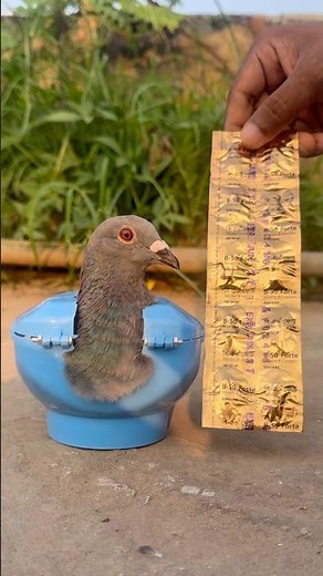 Pigeon Vitamin Usage Explained | Benefits of B-50 Forte for Healthy Birds | Educational Video #pets