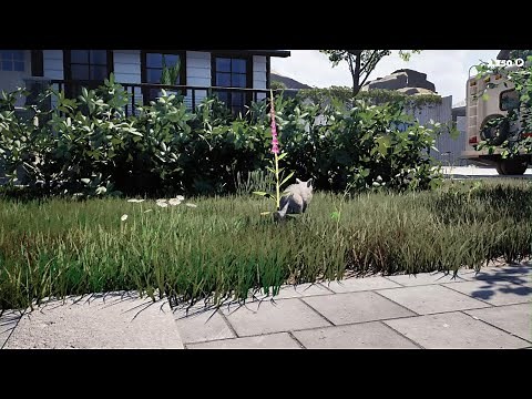 Cat Life Simulator gameplay