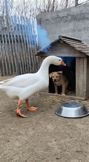 Goose Pranks Sleeping Dog with Firecracker 💥😂 #Shorts #Animals #Sora2 #Funny