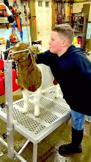 Proof that goats can actually enjoy baths 🛁 #goat #petgrooming #satisfying
