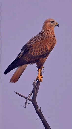 The Long-legged Buzzard: Nature’s Most Elegant Assassin