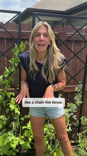 Here’s how you can grow a living fence full of red ripe raspberries #garden #berries #raspberries
