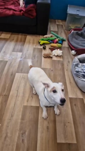 Our dogs at the sanctuary had so many gifts to open this Christmas from our wonderful supporters. So please enjoy these extra videos of them having a brilliant time with their new toys and treats💛🎄 | Assisi Animal Sanctuary