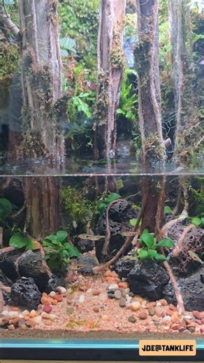 🍃 Inside a Living Mini Forest Tank | Paludarium Contest at Kasetsart Fair 2026 🏆💦