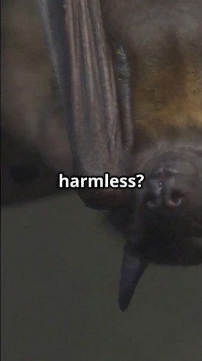 The Majestic Giant Of The Night: Save The Golden Crowned Flying Fox