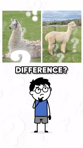 What's The Difference ? Animals Lookalike