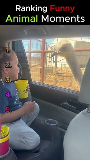 These FUNNIEST Animal Moments Are Too Good 😂🐶 You Won’t Stop Laughing!