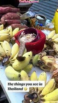 Cute flying squirrel #foryou #funnyvideo #usa #video #flyingsquirrel
