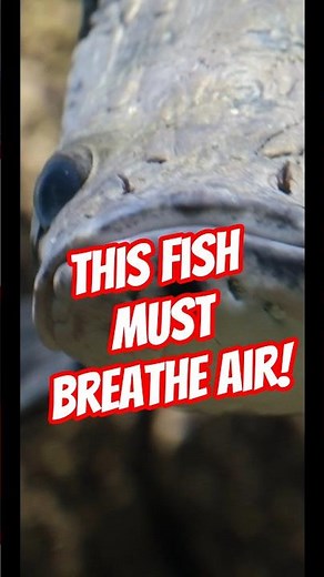 This Fish Will Drown If It Can’t Breathe Air