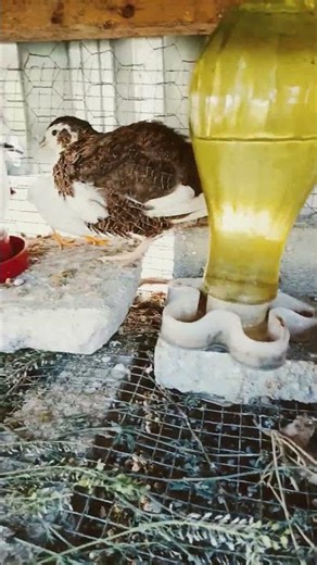 Tiny But Mighty 🐥💕 Small Button Quails Hanging Out with Giant Jumbo Quails!