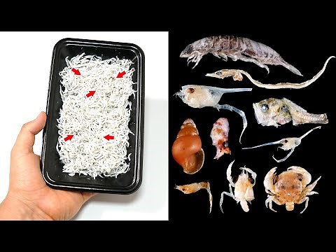There is a foreign object in the dried baby sardines!