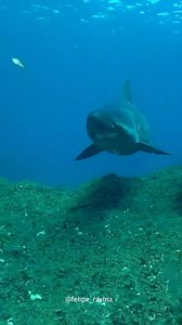 6.1K views · 664 reactions | The Smalltooth sand tiger (Odontaspis...