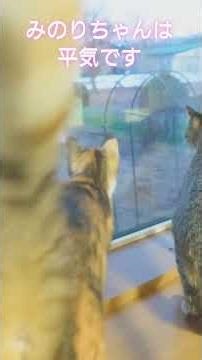 人間より猫が怖いキツネ#キツネ出没#北海道の野良猫 #保護猫