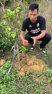 Spring's Uninvited Guests: Red Imported Fire Ants Invasion