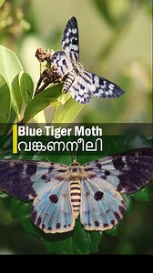 90K views · 10K reactions | വെങ്കണനീലി നിശാശലഭം (Blue Tiger Moth)...