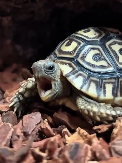 ¿Por Qué Las Tortugas Odian El Color Negro?