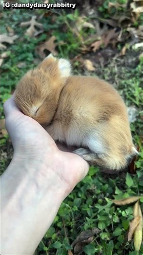 小到像一團麻糬🥹🐰Tiny bunny nap 🤍#bunny #rabbit #babyanimals #cuteanimals #aww #shorts