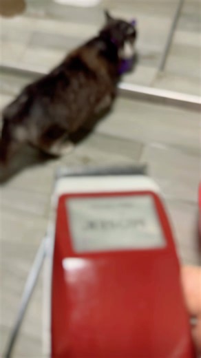 The day Michou almost lost his hair (he ran away!) 🏃🏻😅. #funny #michou