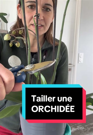 Tailler une orchidée facilement - Astuces et techniques