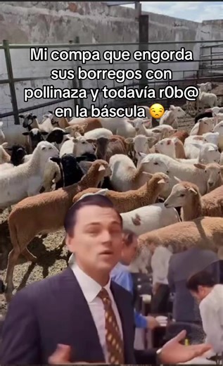 Ganancias y Legalidad en la Cría de Borregos