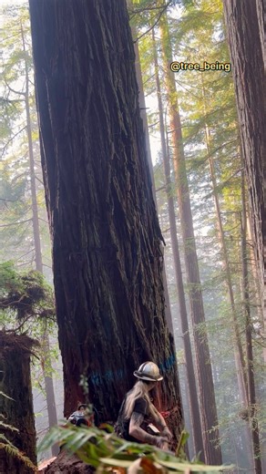 78K views · 2.1K reactions | 年 #timberfalling #timberfaller #logging #helicopterlogging #femalefaller #stihl #stihlchainsaw #treecutting #womenintrades #redwood #forestry | Katelyn Johnson | Facebook