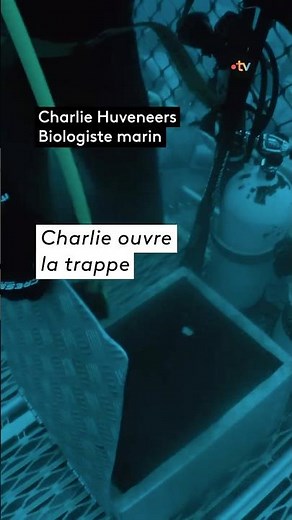 Poser un TAG sur un grand requin blanc ! #australia #shark #animaux