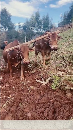 The oxen plow the mountainous land, a testament to the persistence of traditional farming methods.