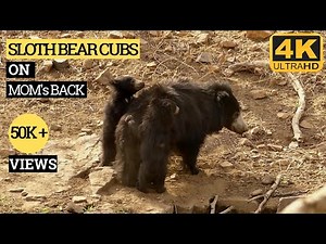 Rare video of sloth bear cubs climbing on mommy's back