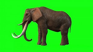 clip-3434159931-animation-elephant-green-screen-video-chroma-key