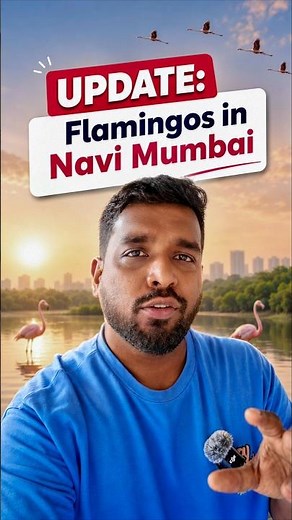 Must-See UPDATE regarding Flamingos in Navi Mumbai • May 2026