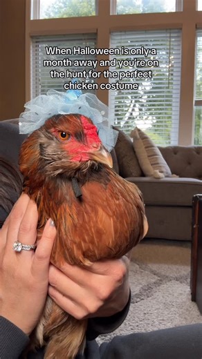 @chickmeout6 on Instagram: "Someone please make some chicken costumes! We need more options! #petchickens #halloweencostume #hat #chickensofinstagram"