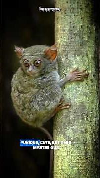 “The Tiny Creature With Giant Eyes: Secrets of the Tarsier!” #shorts #animal #wildlife #explore