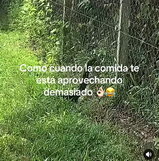 Como cuando la comida te está aprovechando demasiado