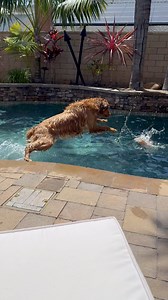 Summer’s back and so is Jackson’s favorite pastime! #goldenretriever | Leyna Nguyen