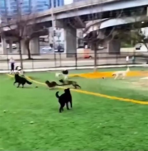 When your special needs dog struggles to make friends, and a little dog comes over to invite her to play.. 🥺