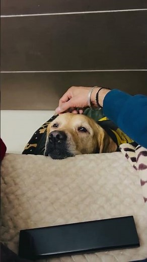 ASMR for Dogs: Head Massage Heaven | Funny Dog Video - Let me relax 😌