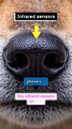 Do Dogs Really Sense Your Camera? Let’s Test It!