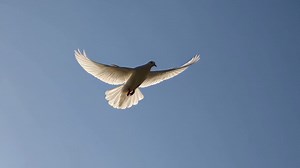White Dove in Flight | Premium Stock Video Footage