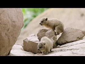 Baby Hyraxes Bounce & Play