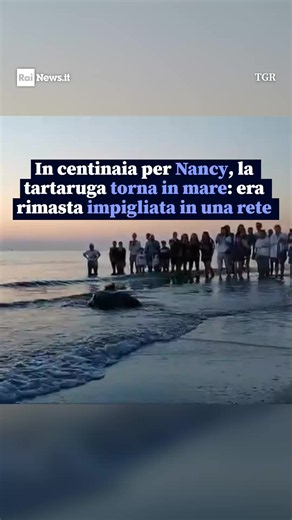 Centinaia di persone all'alba in spiaggia a Riccione per il ritorno in mare della tartaruga Nancy. L'esemplare di Caretta caretta è stato liberato tra due ali di folla - cittadini, turisti, tantissimi bambini - dopo un periodo di cure nel Centro di Recupero della Fondazione Cetacea. Il video completo su RaiNews.it