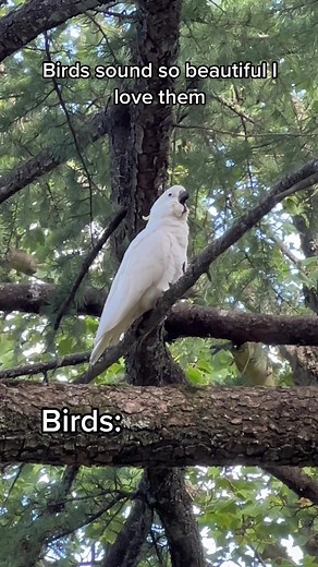 Birds sound so beautiful! #cockatoo #birds #bird #nature #parrot #loud #australia #bluemountains #sydney